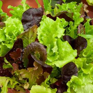 Mesclun Doux